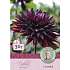 Claus Dalby Dahlia Black Jack