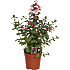 Fuchsia pyramide - 17 cm potte