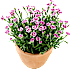 Nellike, 10,5 cm potte