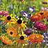 Salling frøblanding Blomstereng -  bivenlig