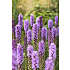 Salling blomsterløg Liatris