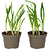 Løgplanter i 11 cm potte