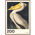 The Zoo Collection Pelican - 50x70 cm