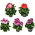 Engelsk pelargonie, 12 cm potte