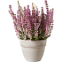 Lyng Erica beauty queen, 12 cm potte