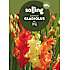 Salling blomsterløg Gladiolus Mix