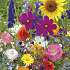 Salling frøblanding -  sommerblomst mix