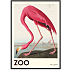 The Zoo Collection Flamingo - 70x100 cm