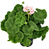 Pelargonie, 12 cm potte