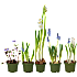 Løgplante 9 cm potte - flere varianter - assorteret