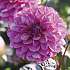 Salling blomsterløg Dahlia Muschacha