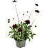 Chokoladeblomst 13 cm potte