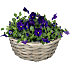 Stedmoderblomster, Viola, 25 cm kurv