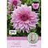 Claus Dalby Dahlia Lavender Perfection