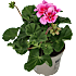 Pelargonie, 11 cm potte