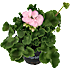 Pelargonie, 12 cm potte