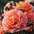 Orange Flower Circus Barrodet haverose 3 stk.