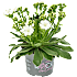 Porcelænsblomst - flere varianter - assorteret