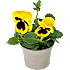 Stedmoder, Viola, 9 cm potte