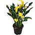 Calla Zantedeschia, 17 cm potte