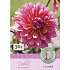 Claus Dalby Dahlia Misses Dutch