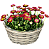Tusindfryd, Bellis, 25 cm potte