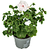 Hængepelargonie, 10,5 cm potte