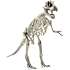 Keycraft Magnoidz 3d dinosaur skelet - assorteret