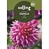 Salling blomsterløg Dahlia Omega