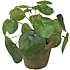 Kunstig plante - Pilea mini