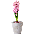 Hyacint, Hyacinthius orientalis, 7 cm potte