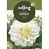 Salling blomsterløg Dahlia White Perfection