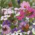 Salling frøblanding Blomstereng -  sommerfuglevenlig