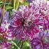 Salling blomsterløg Dahlia Smokey