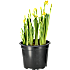 Påskelilje, 21 cm potte