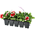 Sommerblomster, 10-pak