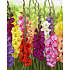 Salling blomsterløg Gladiolus