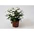 Marguerit, Leucanthemum, 10,5 cm potte
