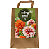 Salling blomsterløg Dahlia