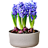 Hyacint i 11 cm potte med 3 løg
