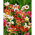 Salling blomsterløg Sparaxis
