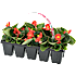 Sommerblomster, 10-pak