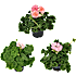 Pelargonie, 12 cm potte