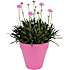 Stauder - pink