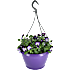 Stedmoder ampel, Viola, 21 cm potte