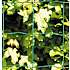 HORTUS havehegn PVC-fri, 10 x 10 cm, 110 cm x 10 m - grøn