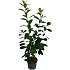Kirsebærlaurbær, Prunus laurocerasus novita, 23 cm potte