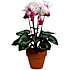 Kunstige blomster - Cyclamen hvid