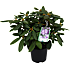 Rhododendron mix 21 cm potte
