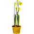 Mini påskelilje, Narciscarlton, 9 cm potte